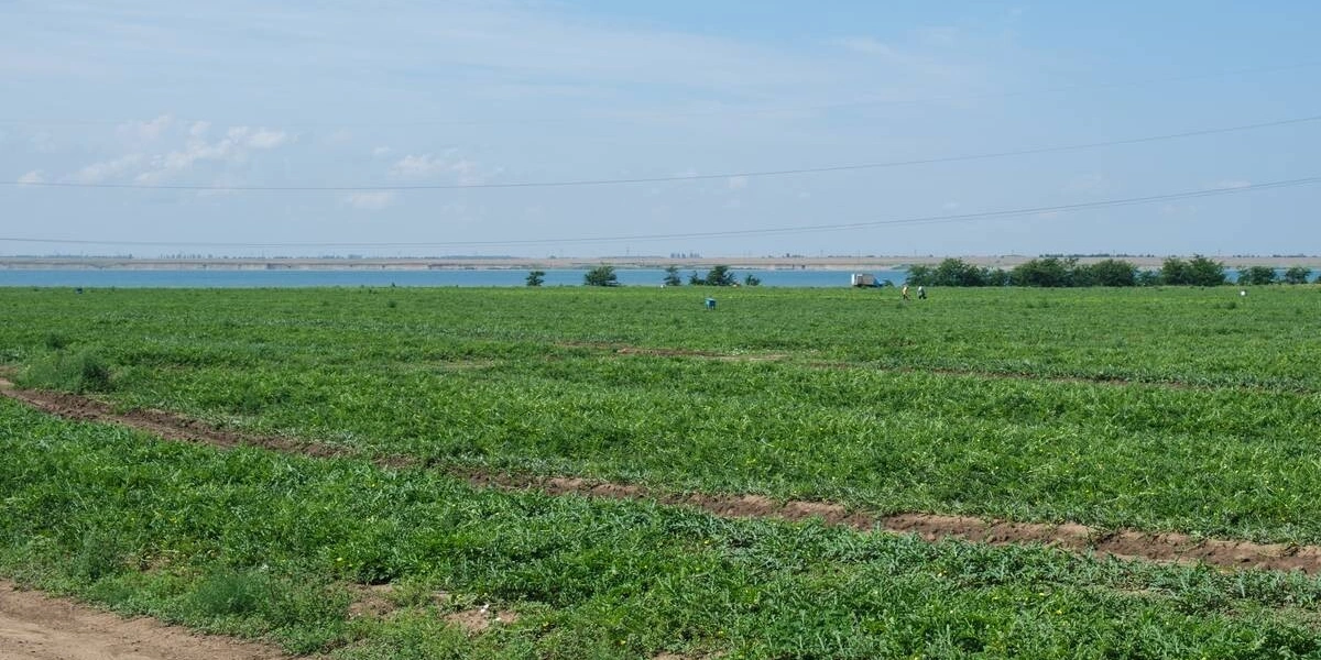 Как выращивают оранжевые, жёлтые, красные арбузы