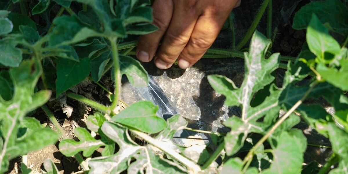 Система капельного автополива