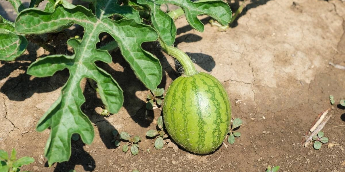Как выращивают оранжевые, жёлтые, красные арбузы