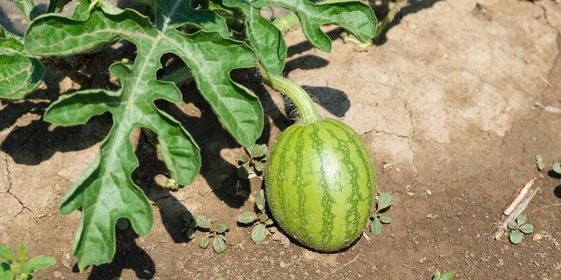 Как выращивают оранжевые, жёлтые, красные арбузы