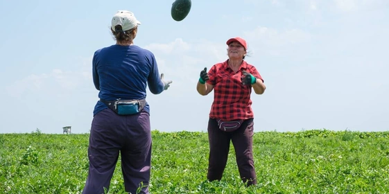 Как выращивают оранжевые, жёлтые, красные арбузы