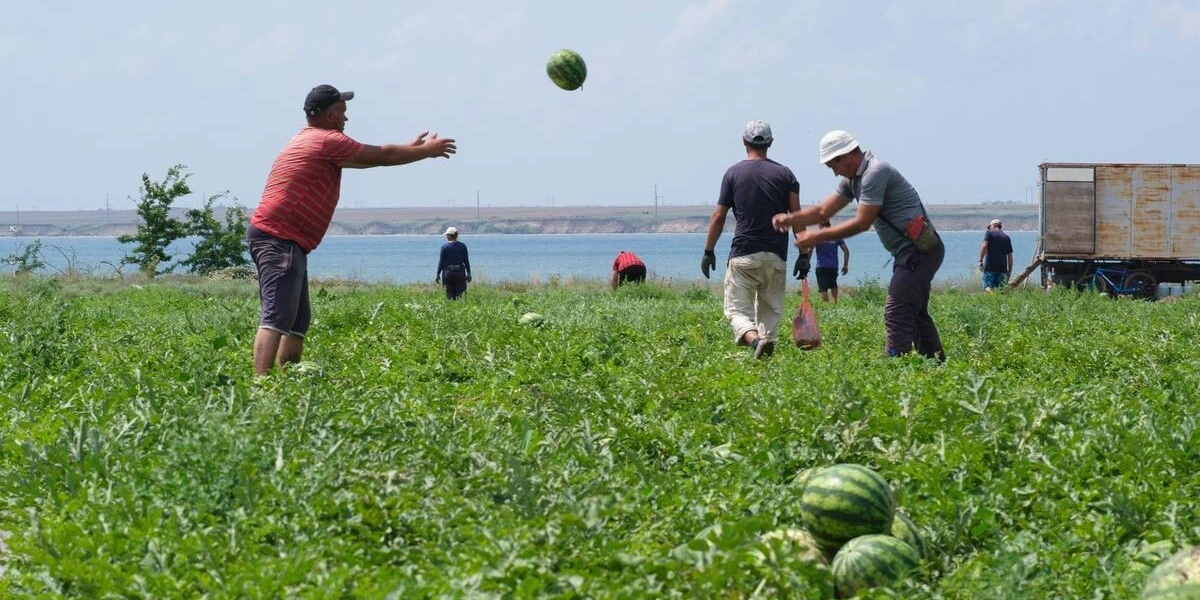 Как выращивают оранжевые, жёлтые, красные арбузы