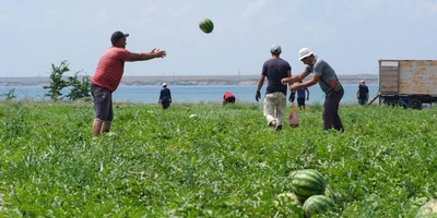 Как выращивают оранжевые, жёлтые, красные арбузы