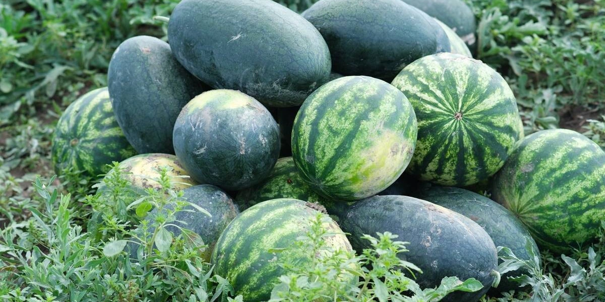 Как выращивают оранжевые, жёлтые, красные арбузы