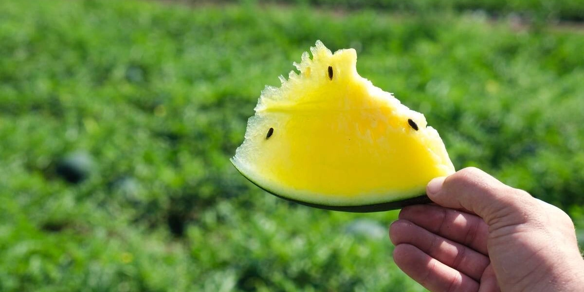 Как выращивают оранжевые, жёлтые, красные арбузы