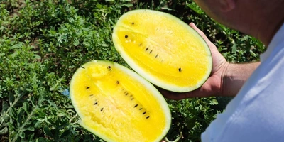 Как выращивают оранжевые, жёлтые, красные арбузы