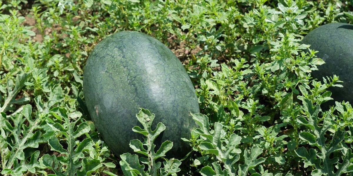 Как выращивают оранжевые, жёлтые, красные арбузы
