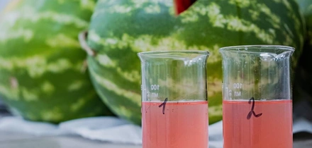 Как выращивают оранжевые, жёлтые, красные арбузы