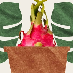 Вырастить ананас и&nbsp;питахайю дома можно. Но зачем?