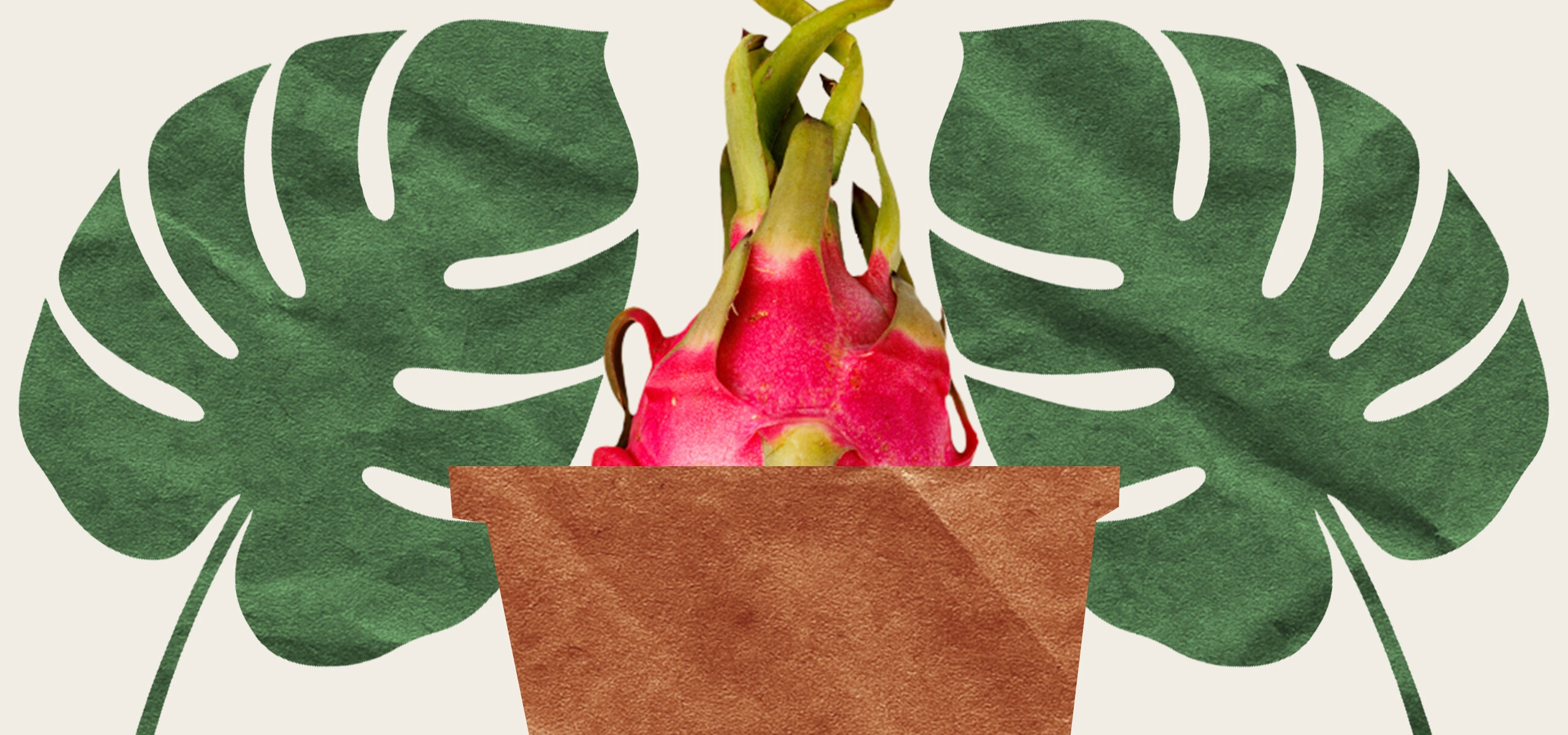 Вырастить ананас и&nbsp;питахайю дома можно. Но зачем?