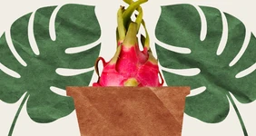 Вырастить ананас и&nbsp;питахайю дома можно. Но зачем?