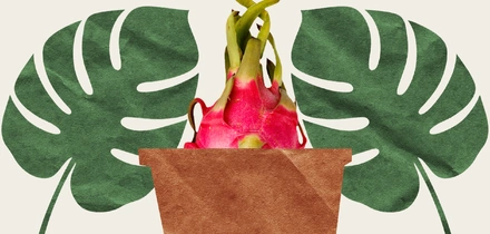 Вырастить ананас и&nbsp;питахайю дома можно. Но зачем?