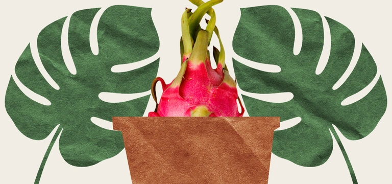 Вырастить ананас и&nbsp;питахайю дома можно. Но зачем?