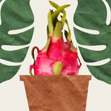 Вырастить ананас и&nbsp;питахайю дома можно. Но зачем?