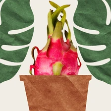 Вырастить ананас и&nbsp;питахайю дома можно. Но зачем?