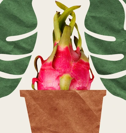 Вырастить ананас и&nbsp;питахайю дома можно. Но зачем?