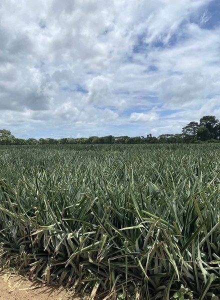 Ананас растёт на&nbsp;земле: с&nbsp;ботанической точки зрения это травянистое растение