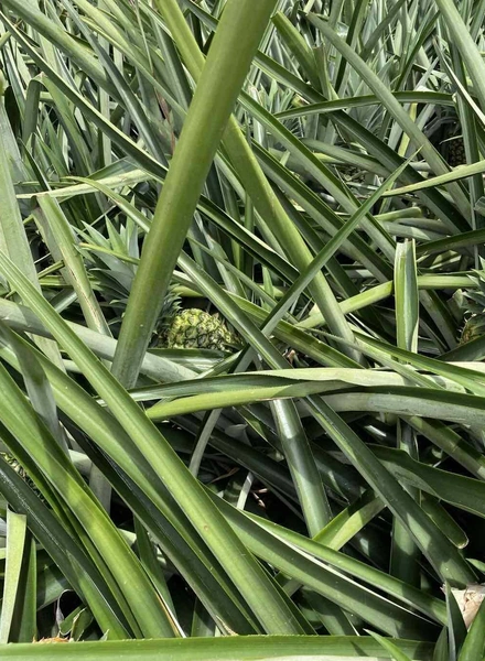 Какой ананас вкусный: выбираем сладкий фрукт