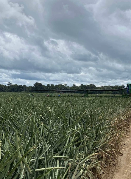 Какой ананас вкусный: выбираем сладкий фрукт