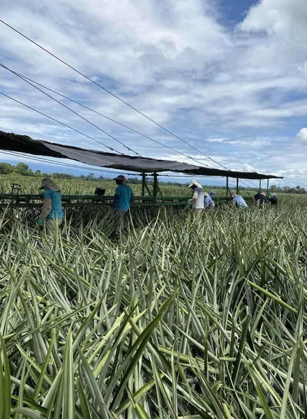 Какой ананас вкусный: выбираем сладкий фрукт