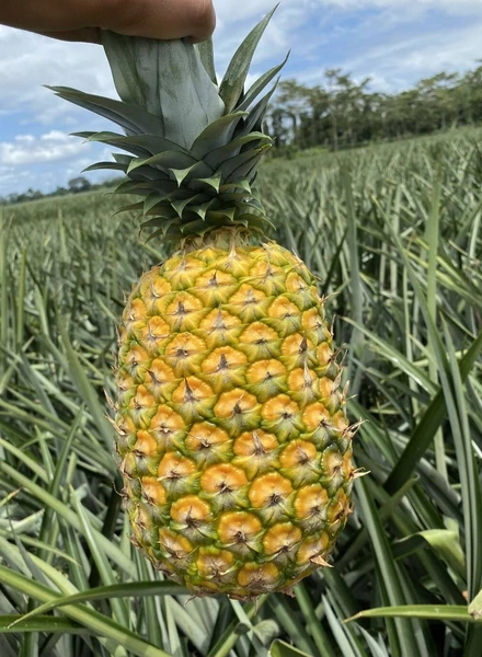 Какой ананас вкусный: выбираем сладкий фрукт