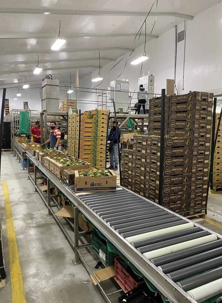 Какой ананас вкусный: выбираем сладкий фрукт