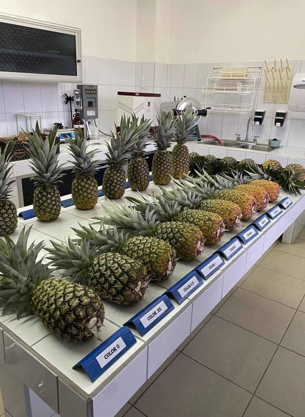 Палитра цветов ананаса. А во&nbsp;втором ряду — размерный ряд экзотического фрукта