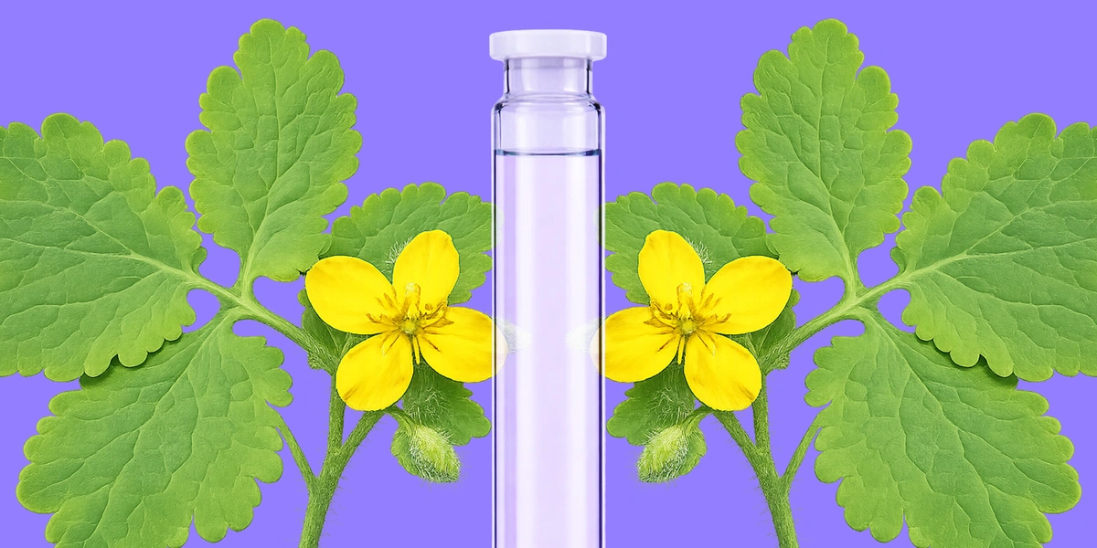 Может ли чистотел очистить тело