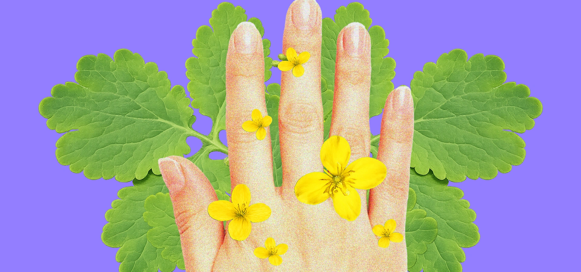 Может ли чистотел очистить тело