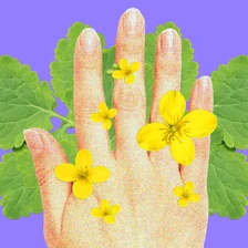 Может ли чистотел очистить тело