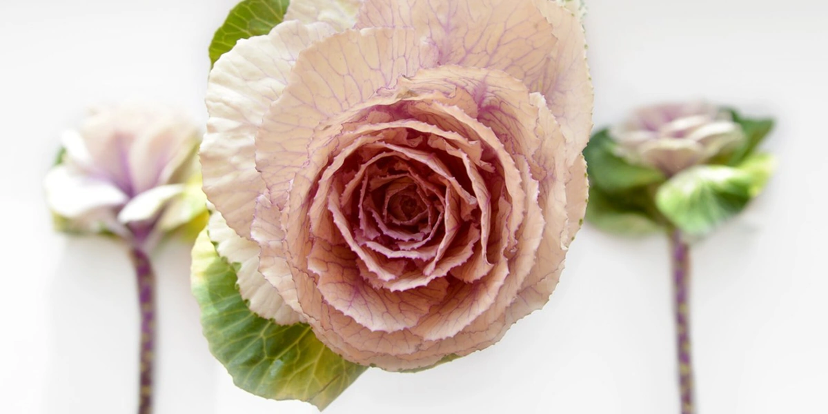 Фотографии Василисы Пуниной