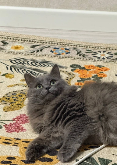 «Дорогой(ая), у нас будет котёнок»: как подготовиться к&nbsp;появлению питомца