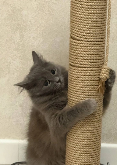 «Дорогой(ая), у нас будет котёнок»: как подготовиться к&nbsp;появлению питомца