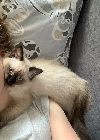 «Дорогой(ая), у нас будет котёнок»: как подготовиться к&nbsp;появлению питомца