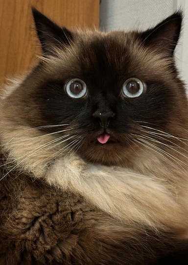 «Дорогой(ая), у нас будет котёнок»: как подготовиться к&nbsp;появлению питомца