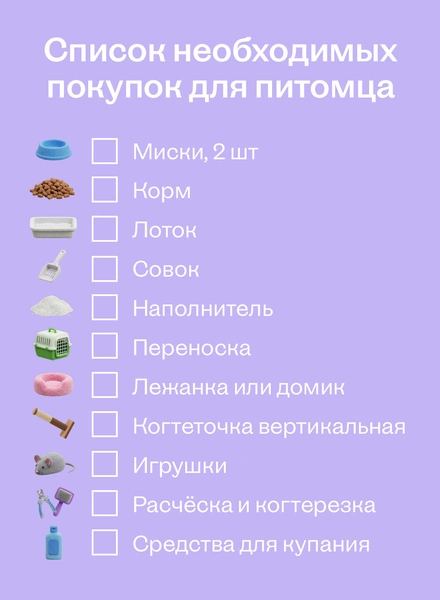 «Дорогой(ая), у нас будет котёнок»: как подготовиться к&nbsp;появлению питомца