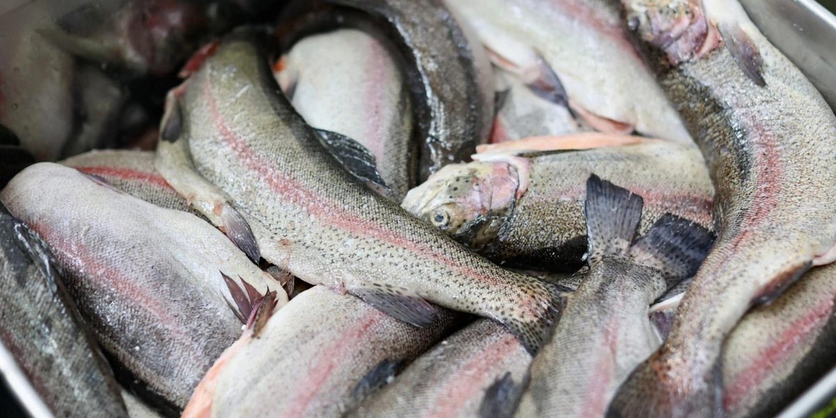 Как чистить креветки и&nbsp;при&nbsp;какой температуре хранить рыбу — рассказывает поставщик 