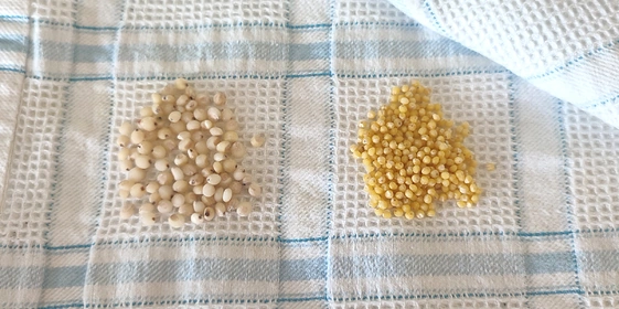 Варим кашу: как редакция с&nbsp;необычными крупами дружбу заводила