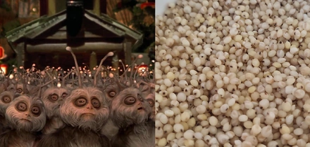 Варим кашу: как редакция с&nbsp;необычными крупами дружбу заводила