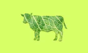 Чем заменить мясо вегану и&nbsp;вегетарианцу: продукты с&nbsp;высоким содержанием белка