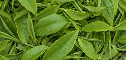 Чем полезен зелёный чай и&nbsp;можно ли его пить на&nbsp;ночь