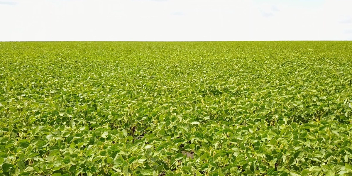 Из чего делают тофу: от&nbsp;древности до&nbsp;современного производства