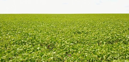 Из чего делают тофу: от&nbsp;древности до&nbsp;современного производства