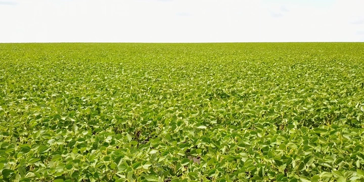 Из чего делают тофу: от&nbsp;древности до&nbsp;современного производства