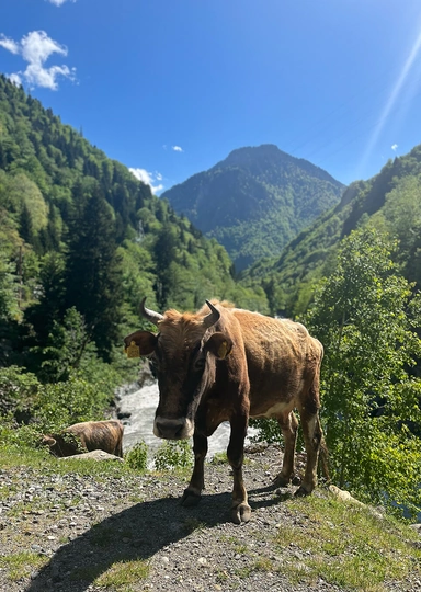 Варим сванский сыр: простой рецепт прямиком из&nbsp;Грузии