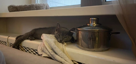 Варим сванский сыр: простой рецепт прямиком из&nbsp;Грузии