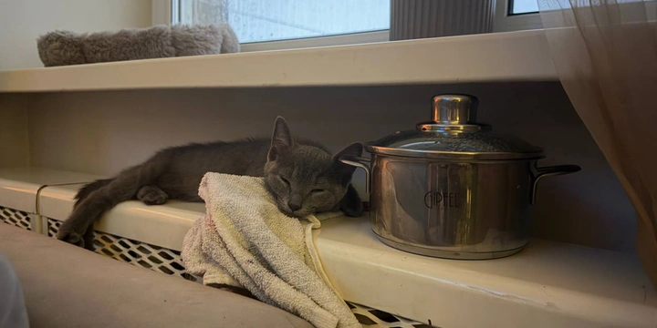 Варим сванский сыр: простой рецепт прямиком из&nbsp;Грузии