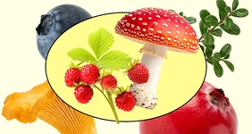 Как отличить съедобные грибы и&nbsp;ягоды от&nbsp;ядовитых: советы грибника