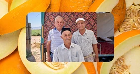 Дорога на&nbsp;Джизак: кто стоит за&nbsp;производством дынь для&nbsp;ВкусВилла