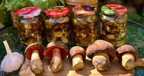 Маринованные дубовики